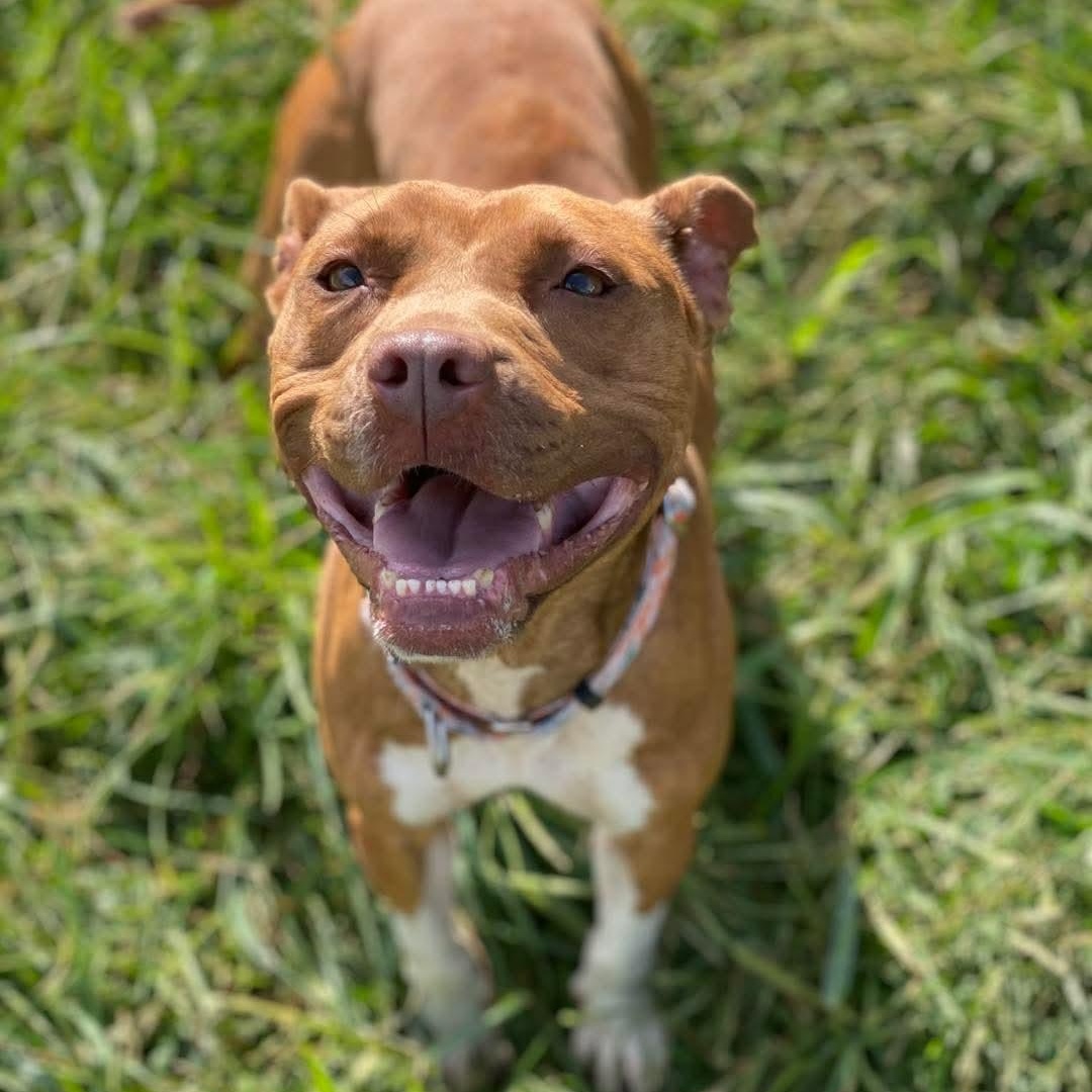Enlarge Vivi, a Adoptable Mixed Breed in Atchison, KS image 3/5