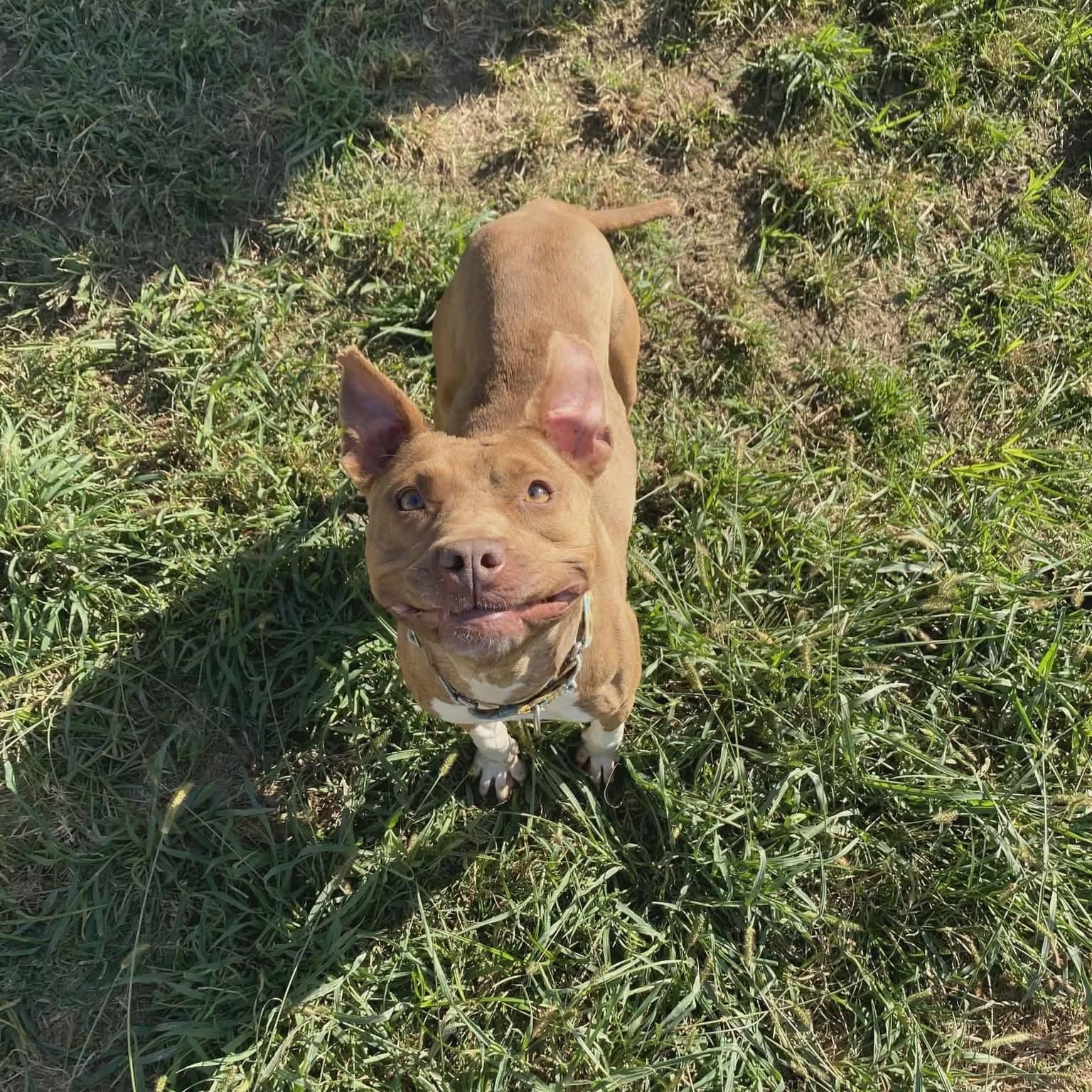 Enlarge Vivi, a Adoptable Mixed Breed in Atchison, KS image 2/5