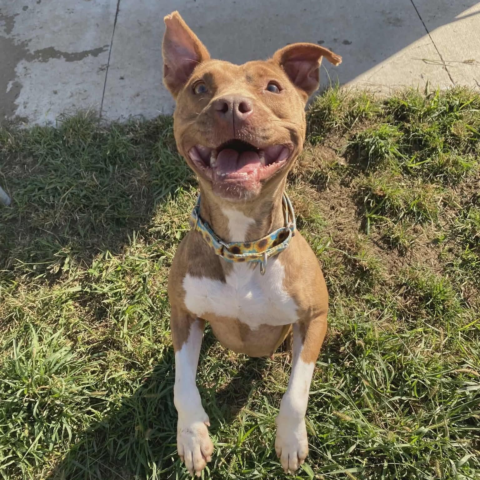 Enlarge Vivi, a Adoptable Mixed Breed in Atchison, KS image 1/5