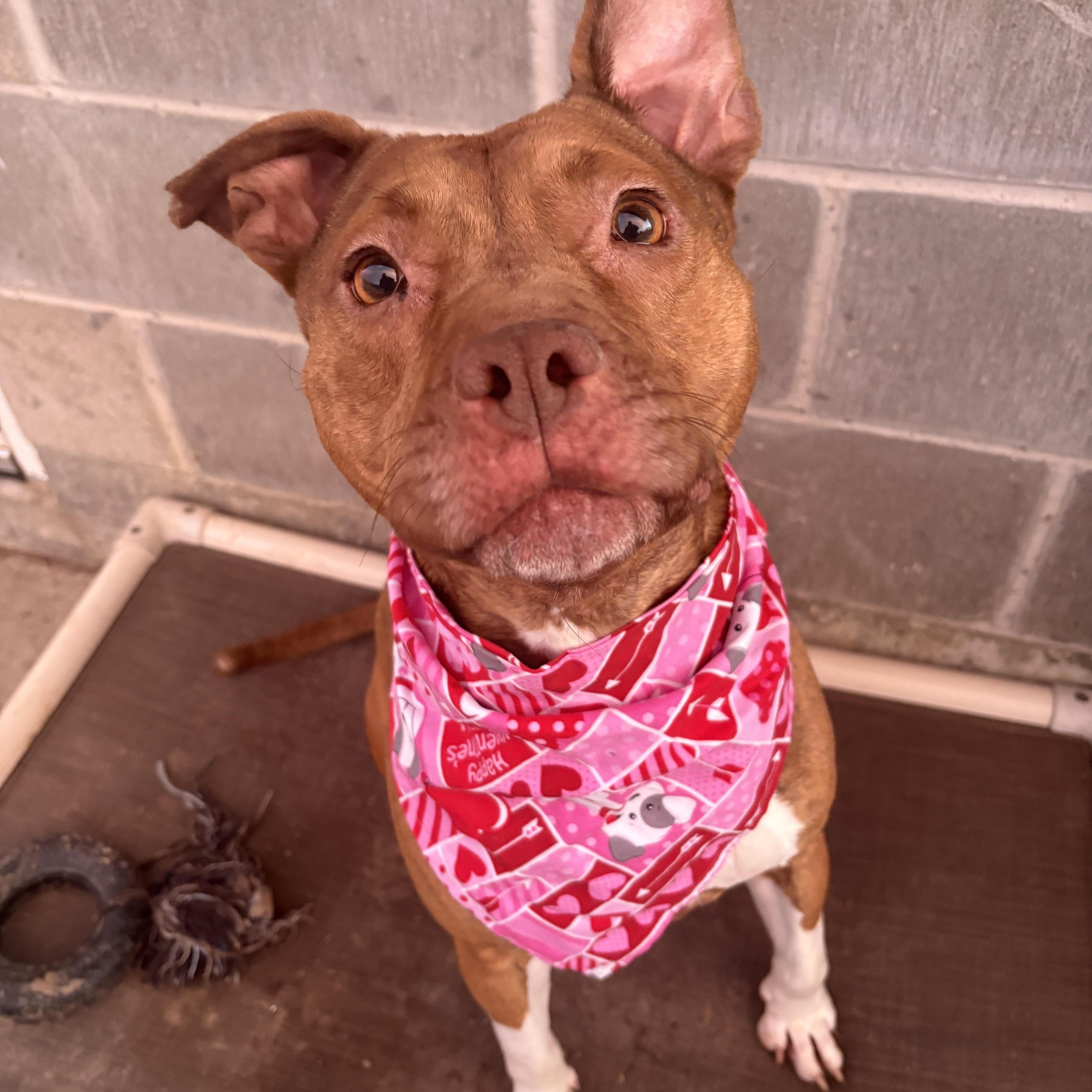 Enlarge Vivi, a Adoptable Mixed Breed in Atchison, KS image 4/5