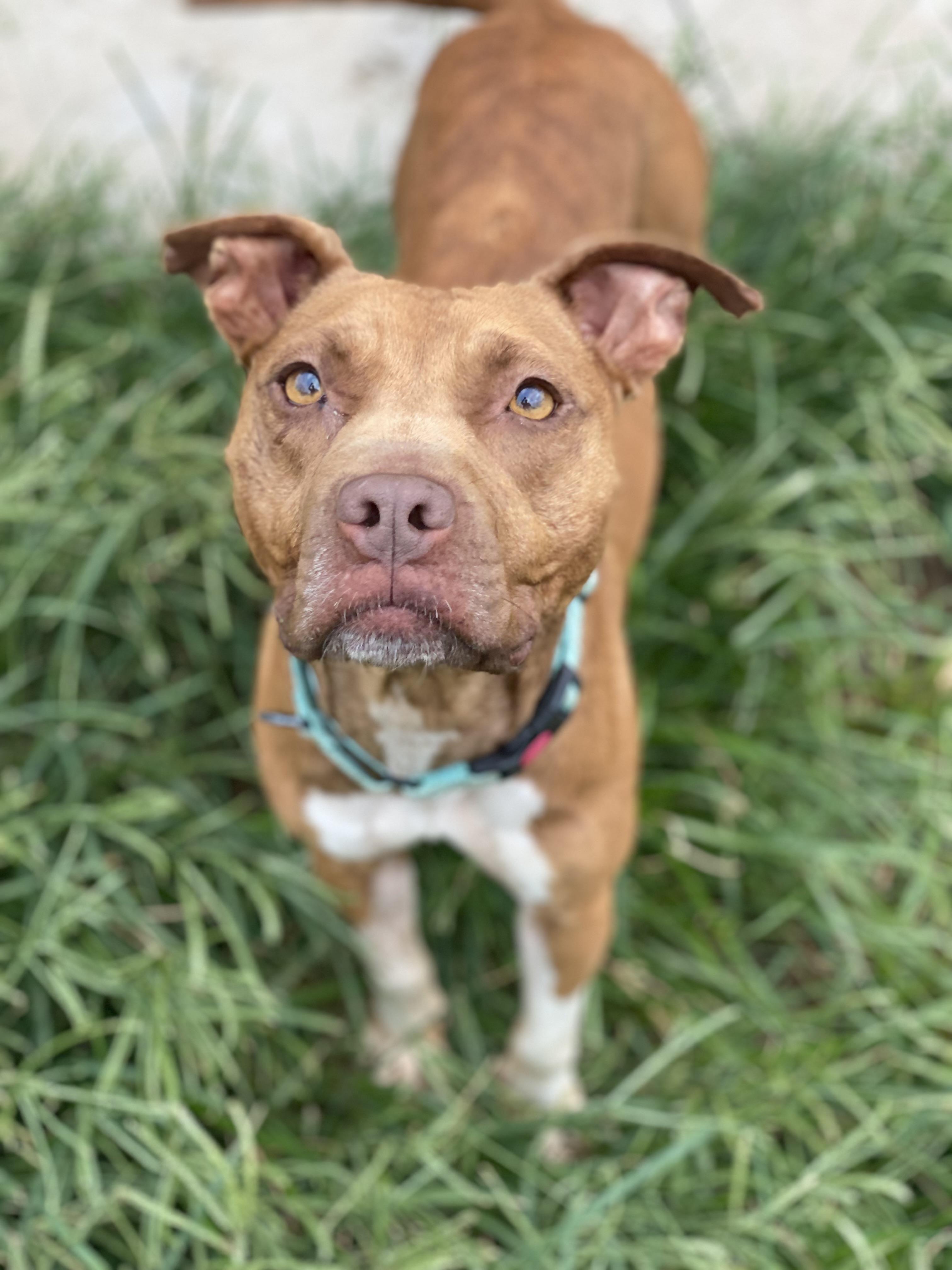 Enlarge Vivi, a Adoptable Mixed Breed in Atchison, KS image 5/5