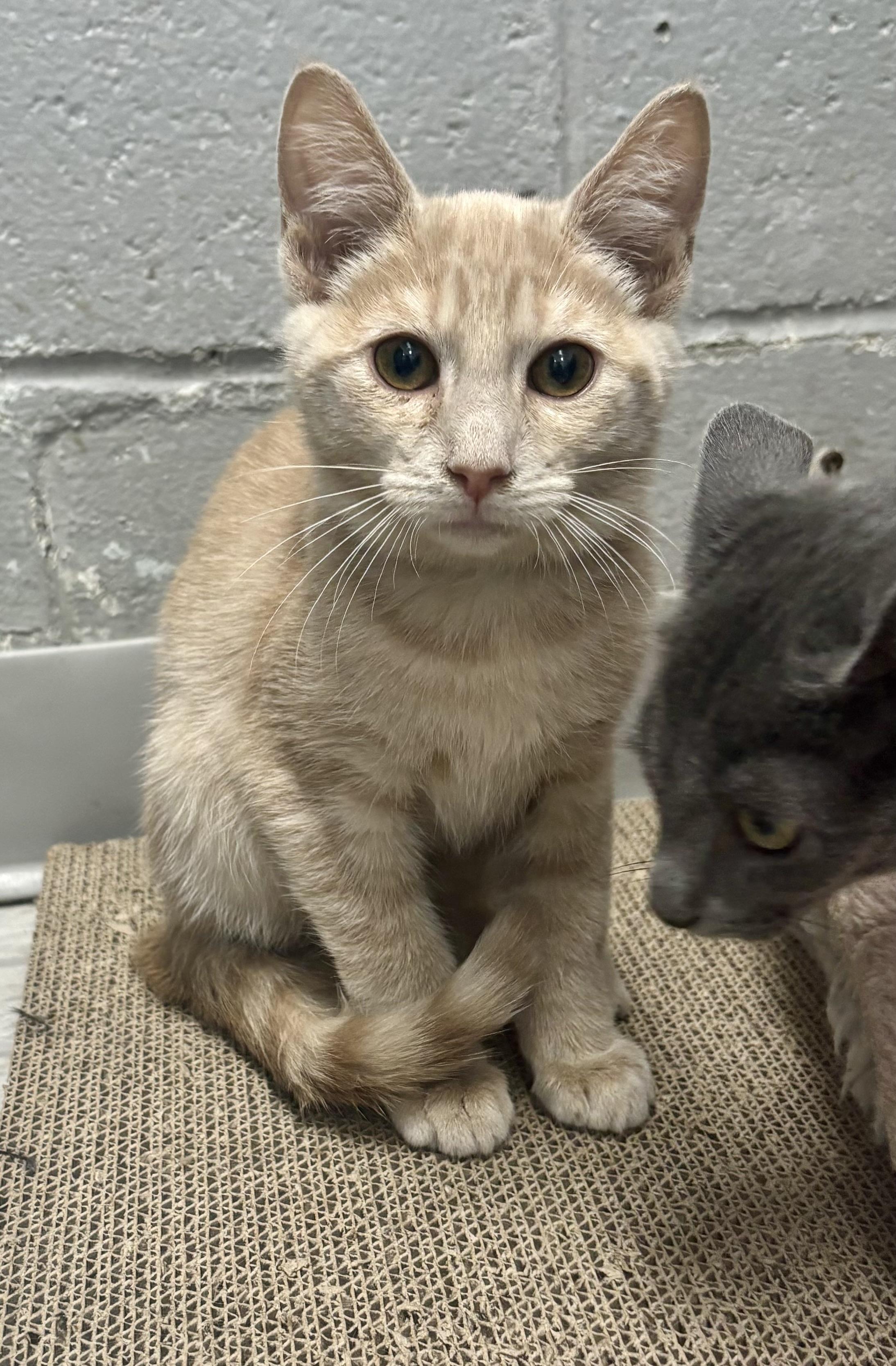 Enlarge Hypno, an adoptable Domestic Short Hair in Bardstown, KY image 2/3