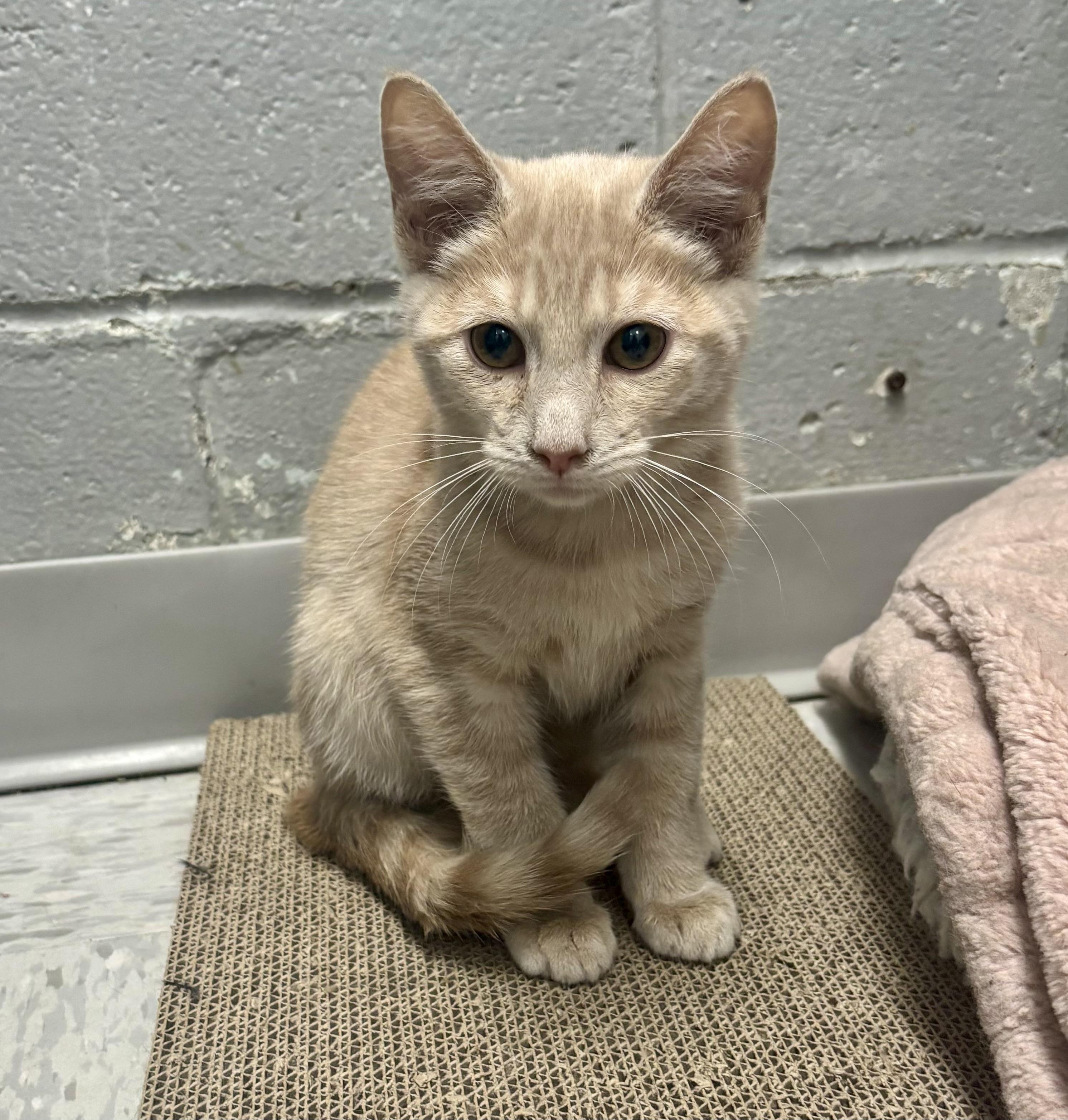 Enlarge Hypno, an adoptable Domestic Short Hair in Bardstown, KY image 3/3