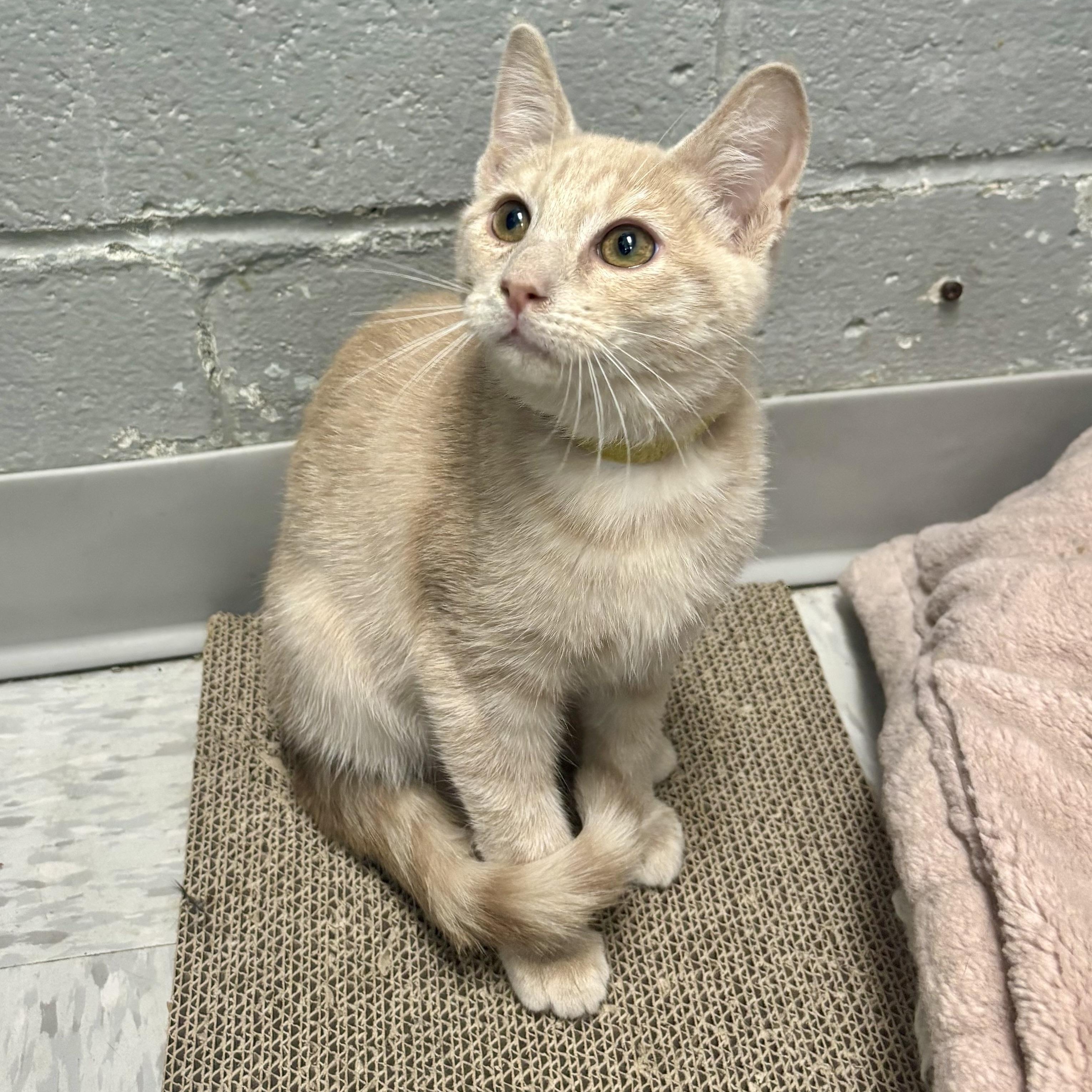 Hypno, adoptable, Kitten Male Domestic Short Hair.