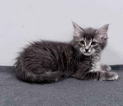 Martes, adopted, Kitten Female Domestic Short Hair.