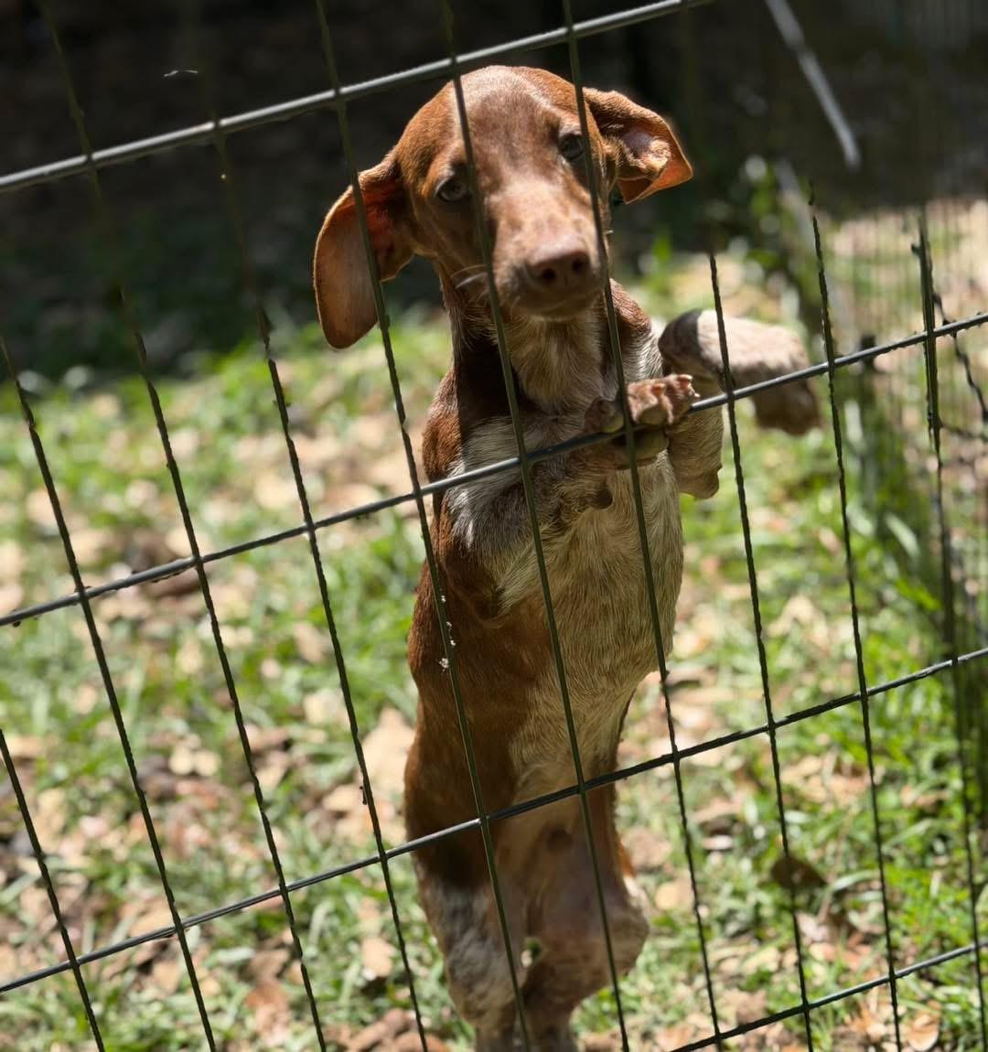 Enlarge Bobby, an adopted Dachshund in Lutz, FL image 4/4