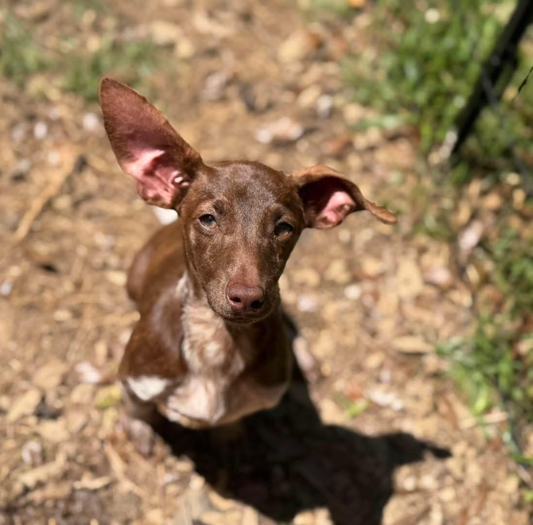 Enlarge Bobby, an adopted Dachshund in Lutz, FL image 3/4