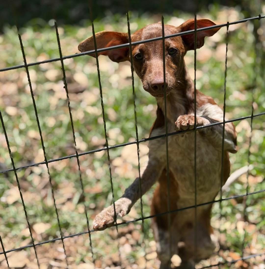 Bobby, adopted, Puppy Male Dachshund.