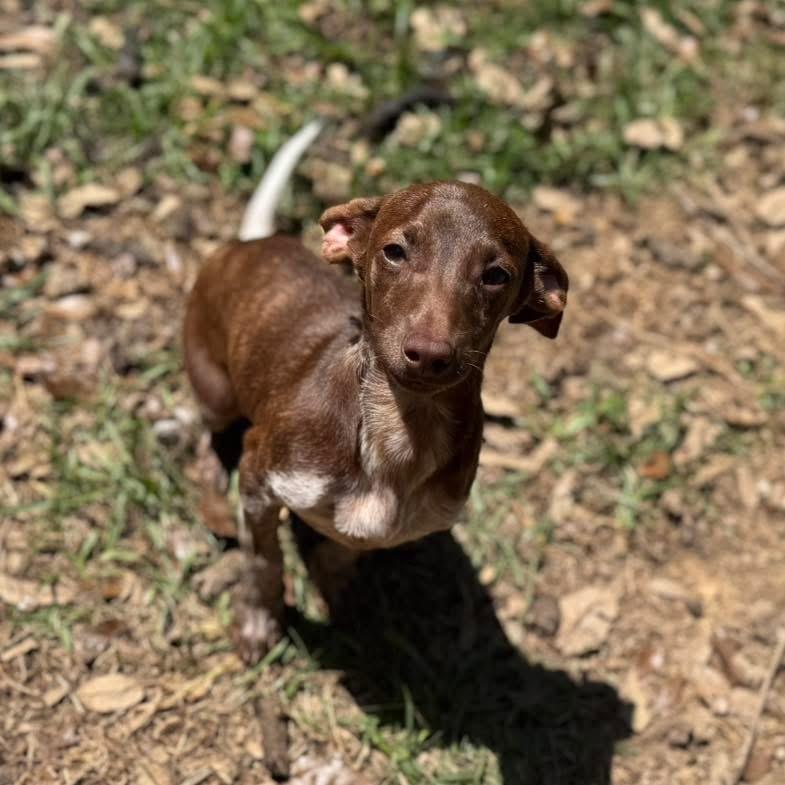 Enlarge Bobby, an adopted Dachshund in Lutz, FL image 2/4