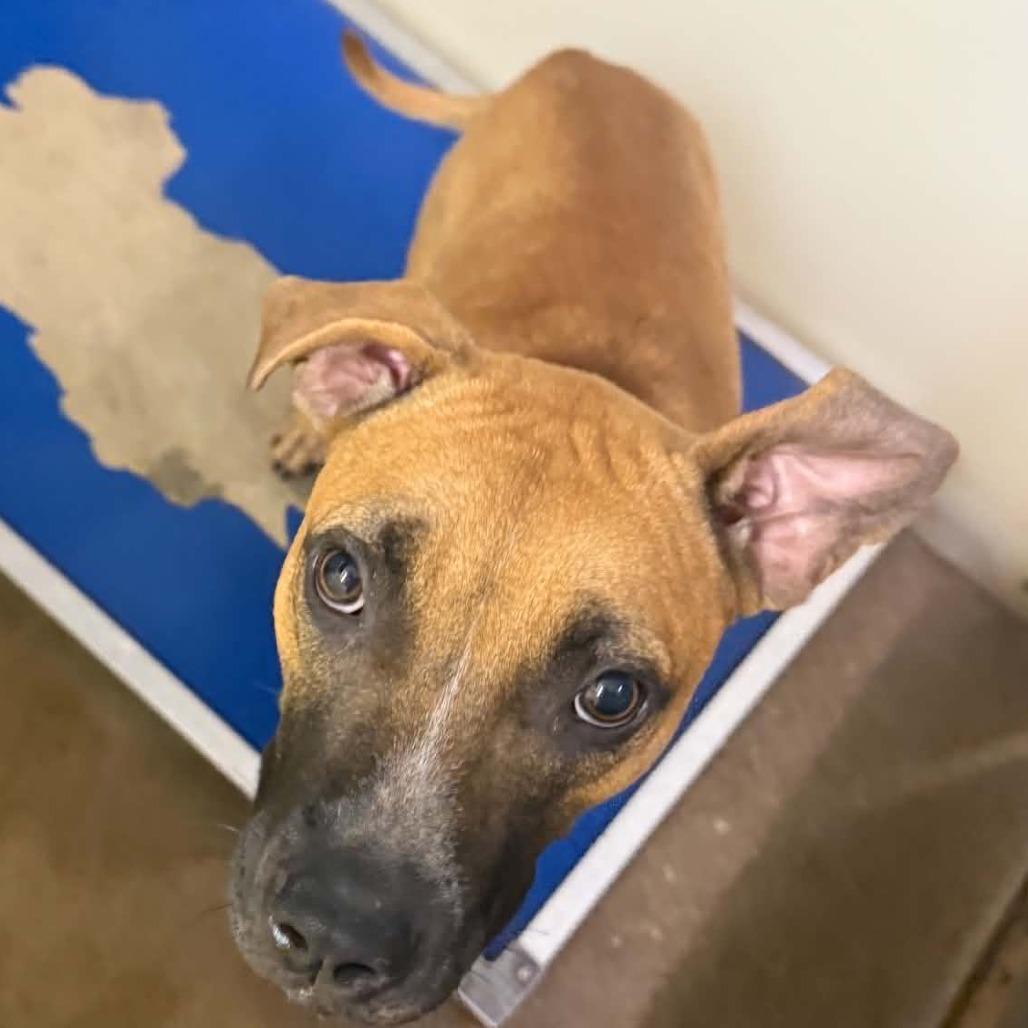 Enlarge Yasha, a Adoptable mixed breed in Stephenville, TX image 2/3