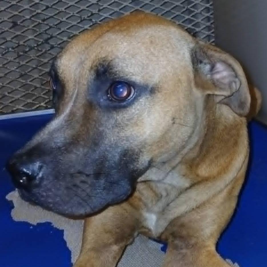 Enlarge Yasha, a Adoptable mixed breed in Stephenville, TX image 3/3