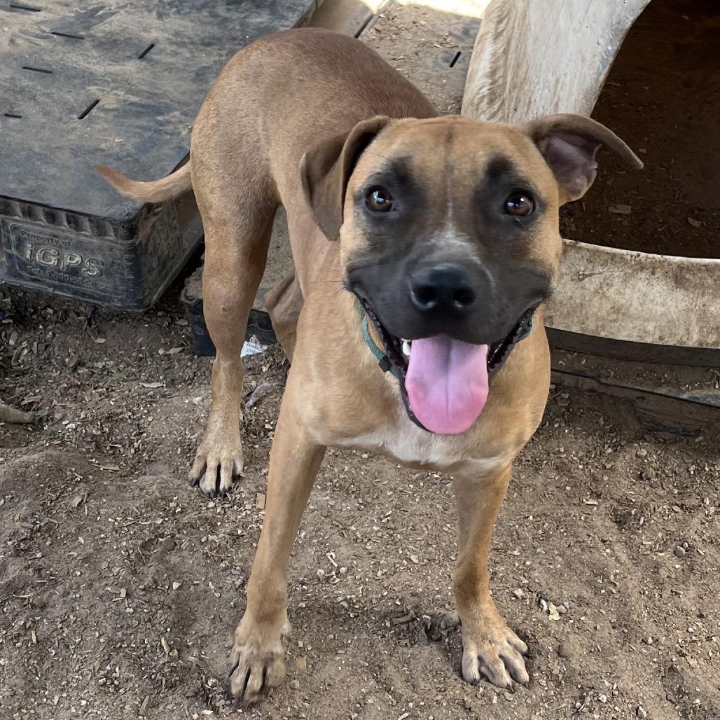 Yasha, Adoptable, Young Female Boxer & Pit Bull Terrier.