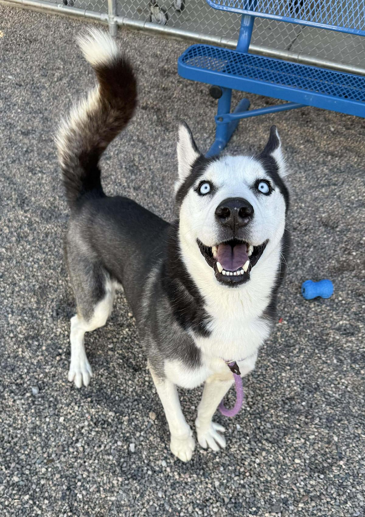 Enlarge Cosmo, a ADOPTABLE Siberian Husky in Scottsdale, AZ image 6/6