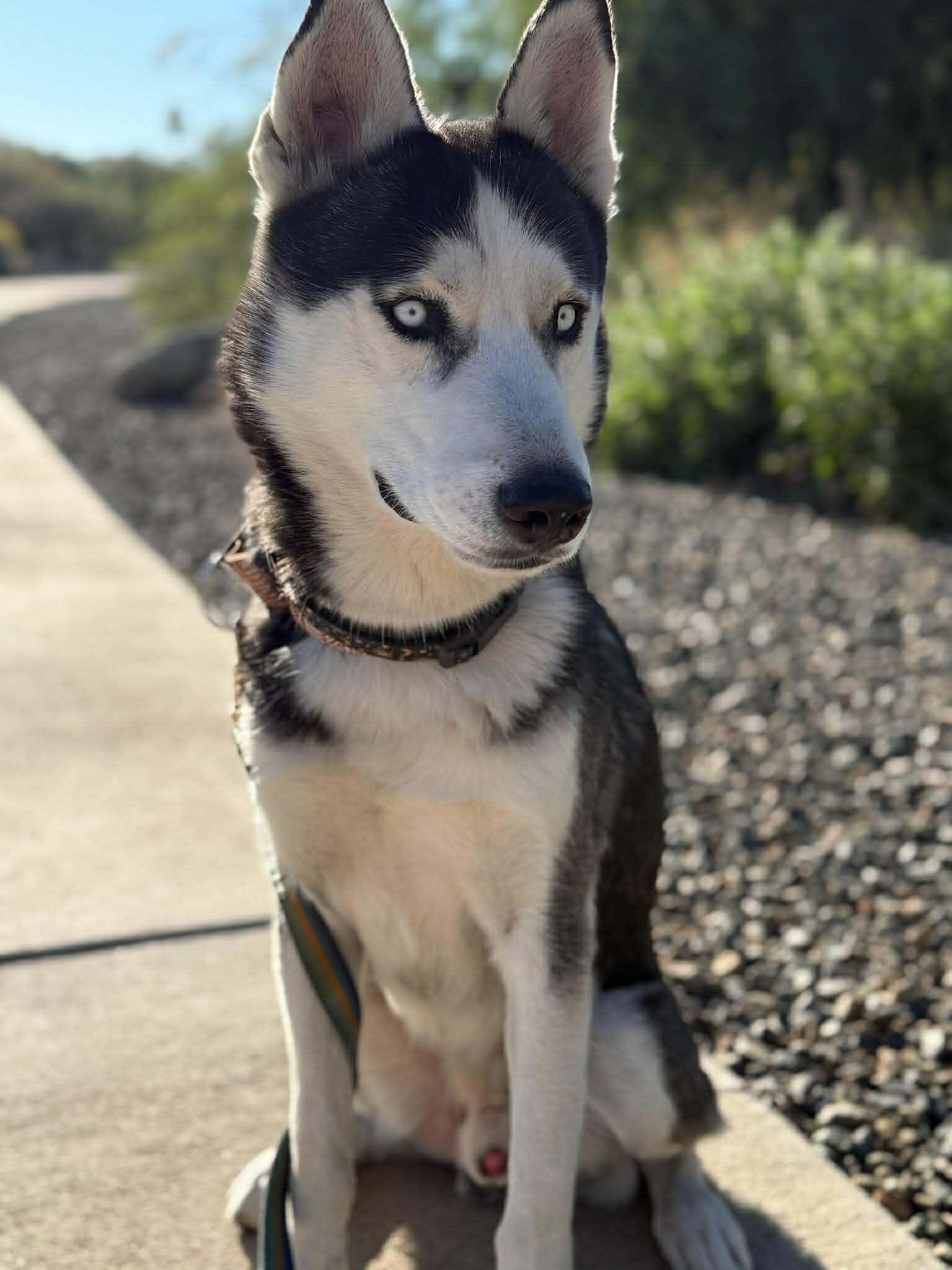 Enlarge Cosmo, a ADOPTABLE Siberian Husky in Scottsdale, AZ image 5/6
