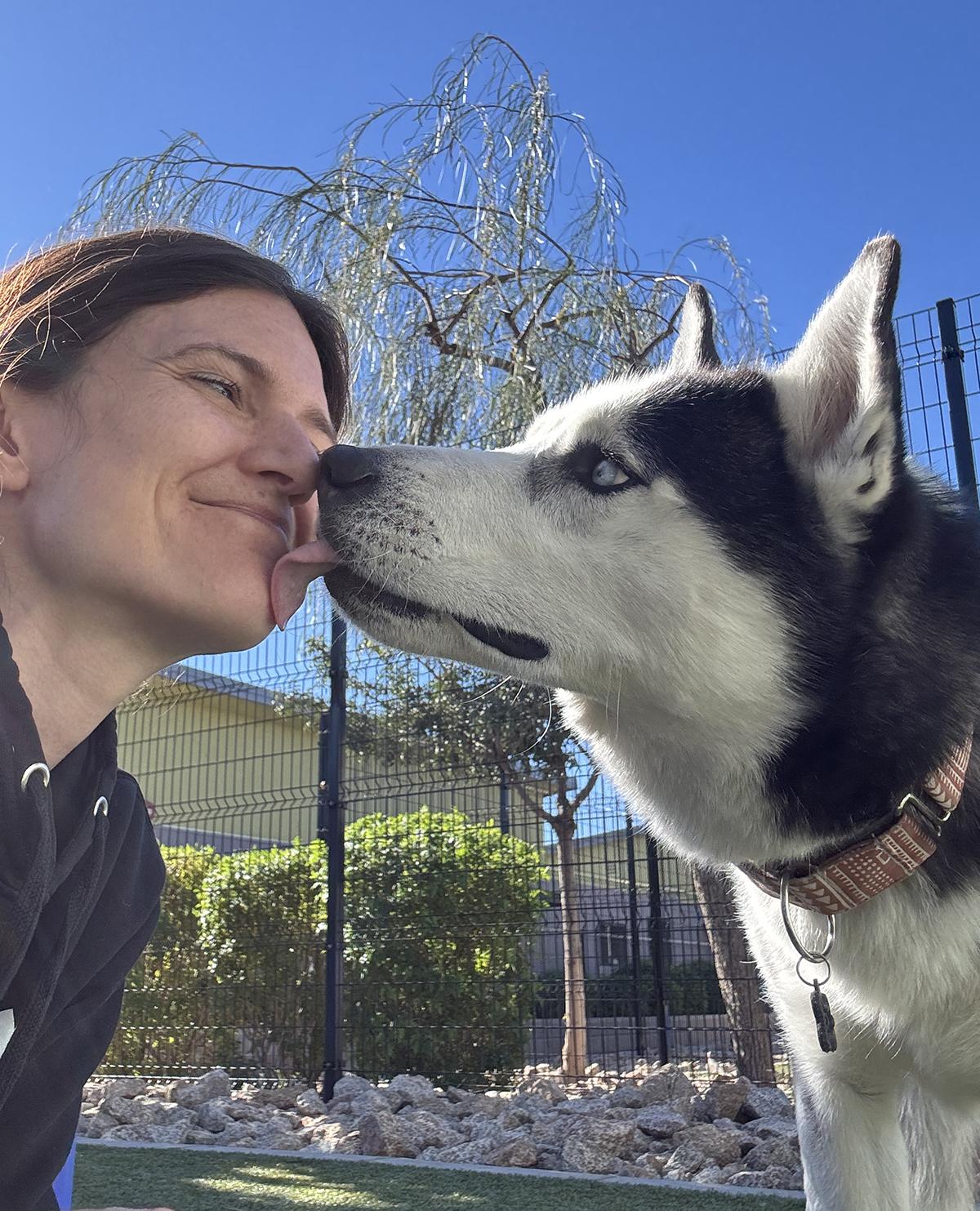 Enlarge Cosmo, a ADOPTABLE Siberian Husky in Scottsdale, AZ image 4/6