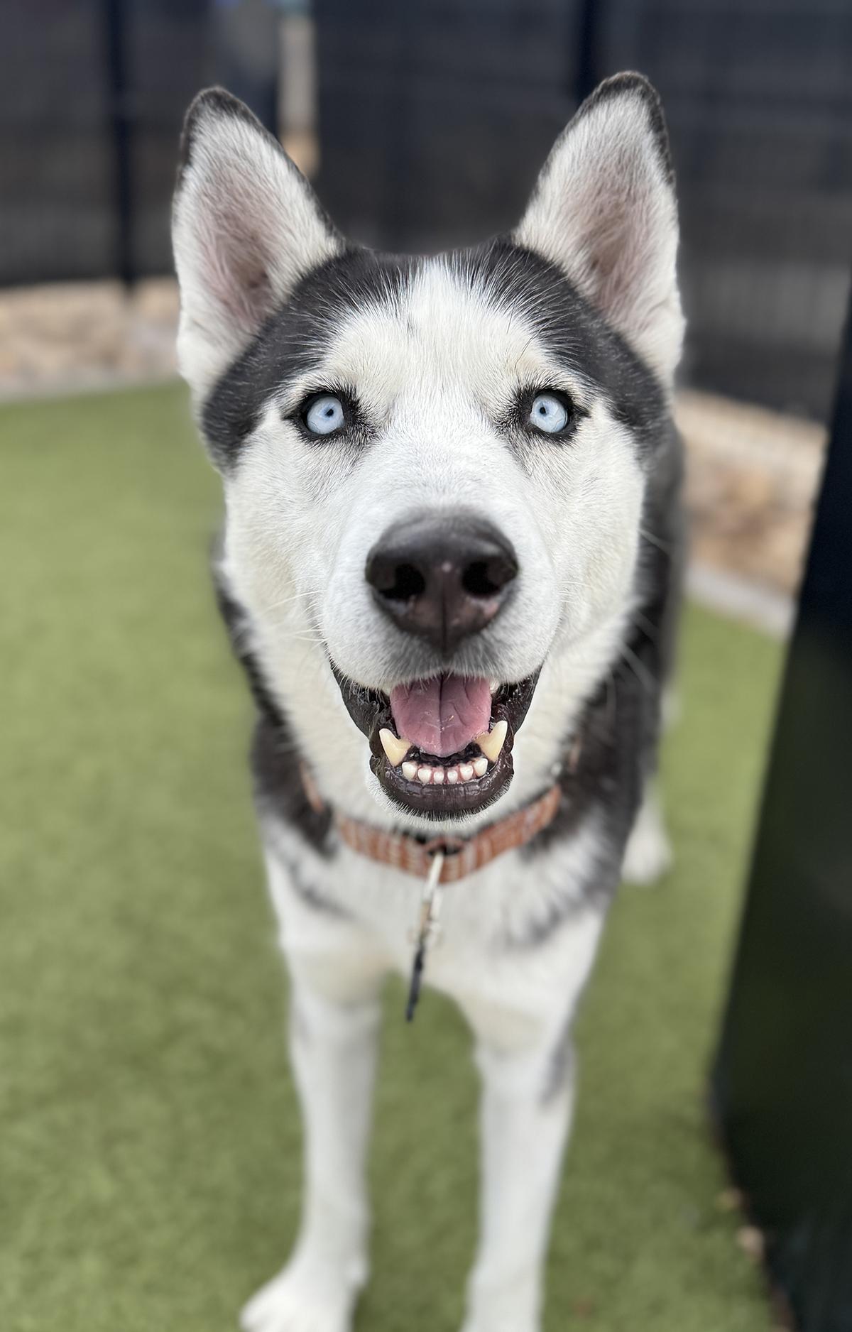 Enlarge Cosmo, a ADOPTABLE Siberian Husky in Scottsdale, AZ image 3/6