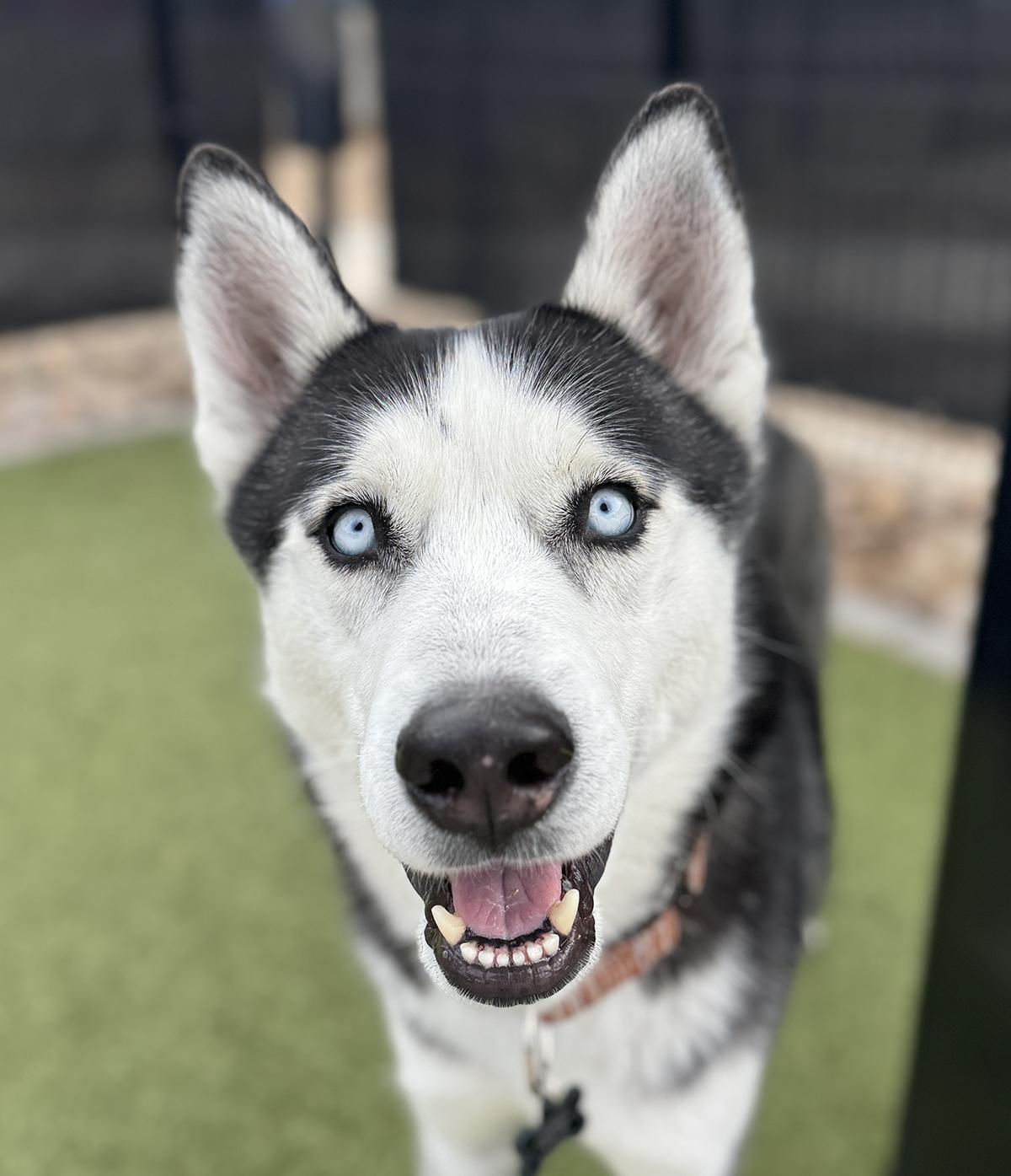 Cosmo, ADOPTABLE, Young Male Siberian Husky.