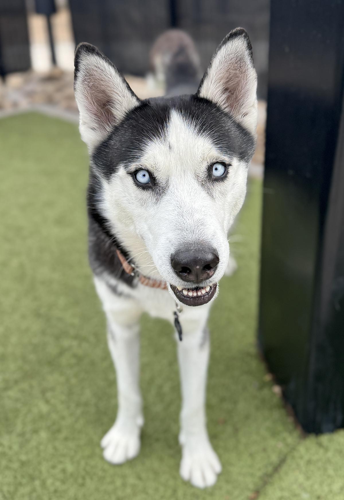Enlarge Cosmo, a ADOPTABLE Siberian Husky in Scottsdale, AZ image 2/6