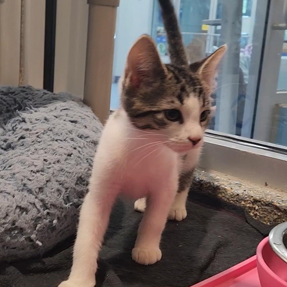 Bath, adopted, Kitten Male Domestic Short Hair.