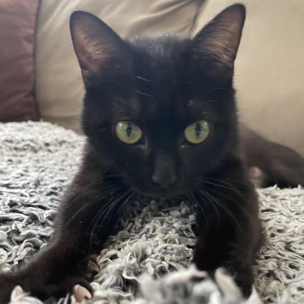 Druid, adopted, Adult Female Domestic Short Hair.