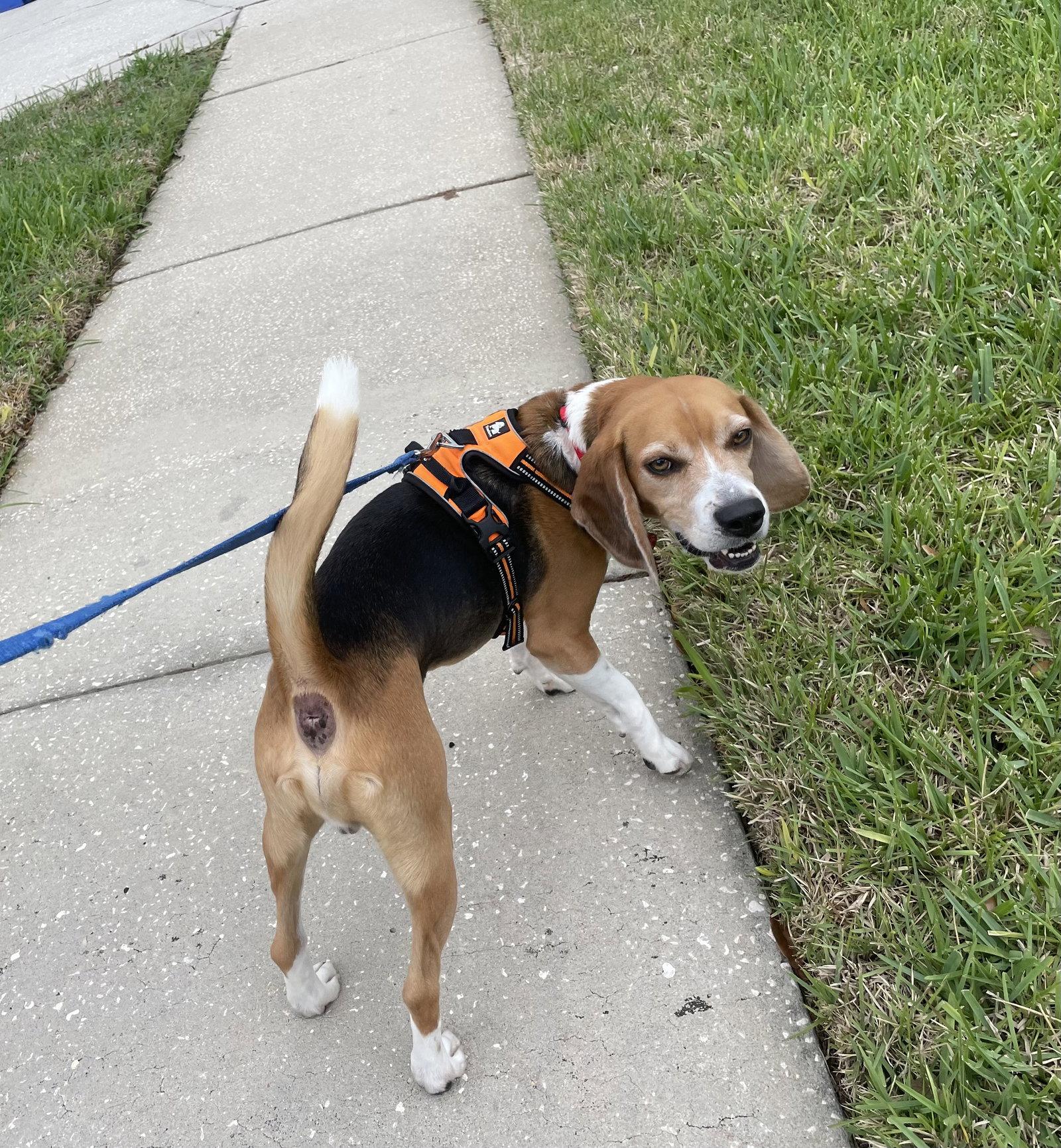 Bagel Scout, Adoptable, Adult Male Beagle.
