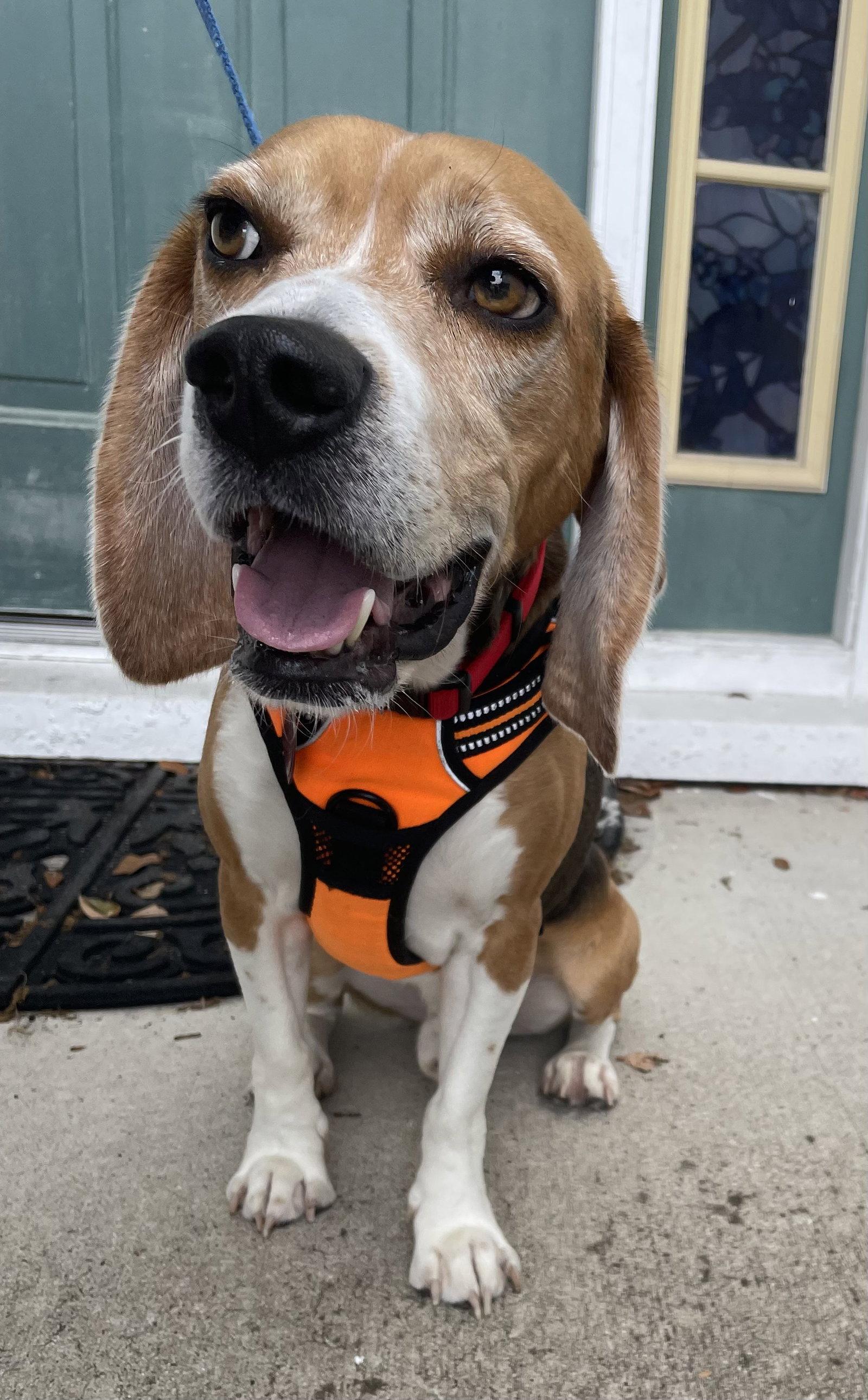Enlarge Bagel Scout, a Adoptable Beagle in Tampa, FL image 2/3