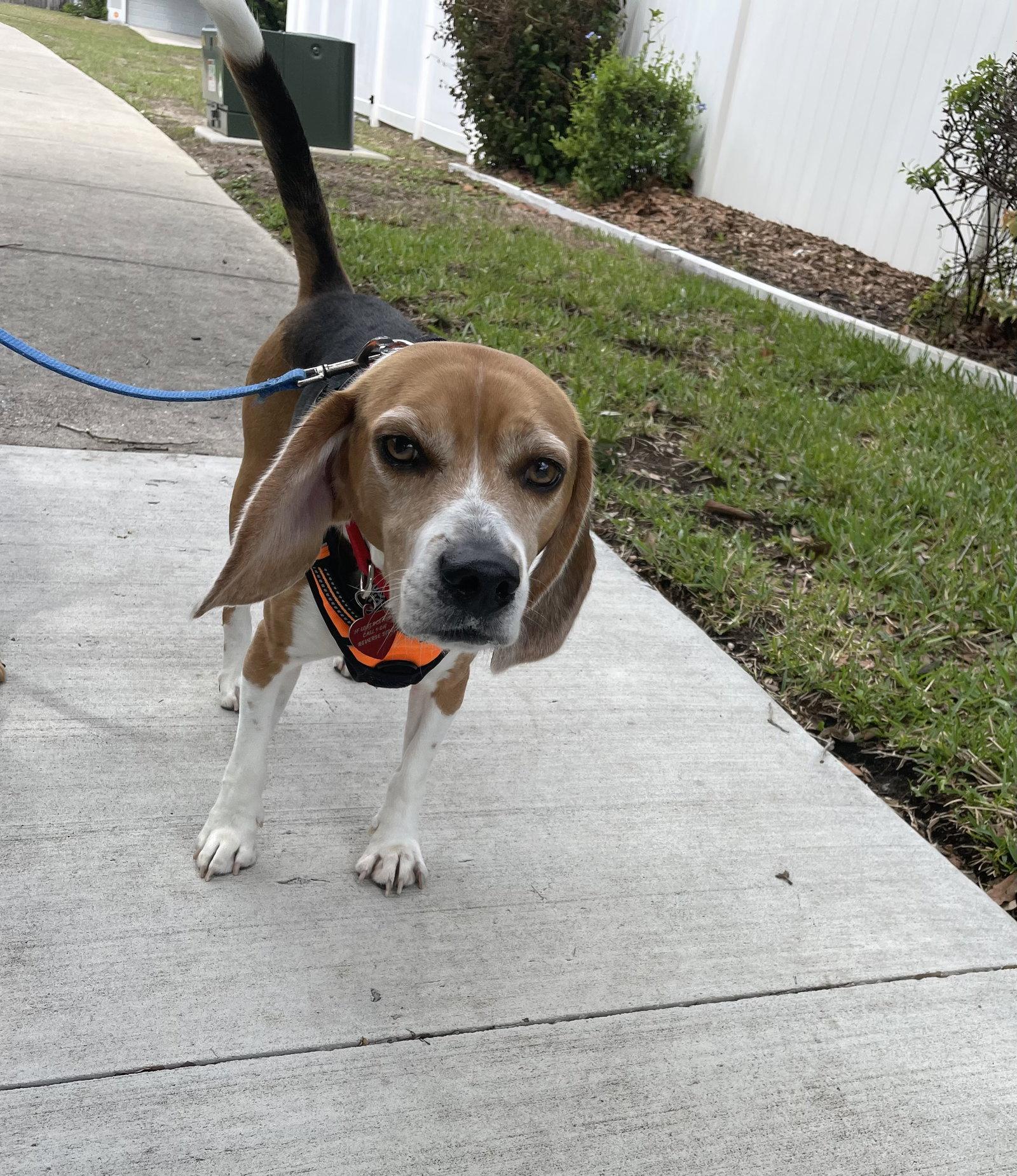 Enlarge Bagel Scout, a Adoptable Beagle in Tampa, FL image 3/3