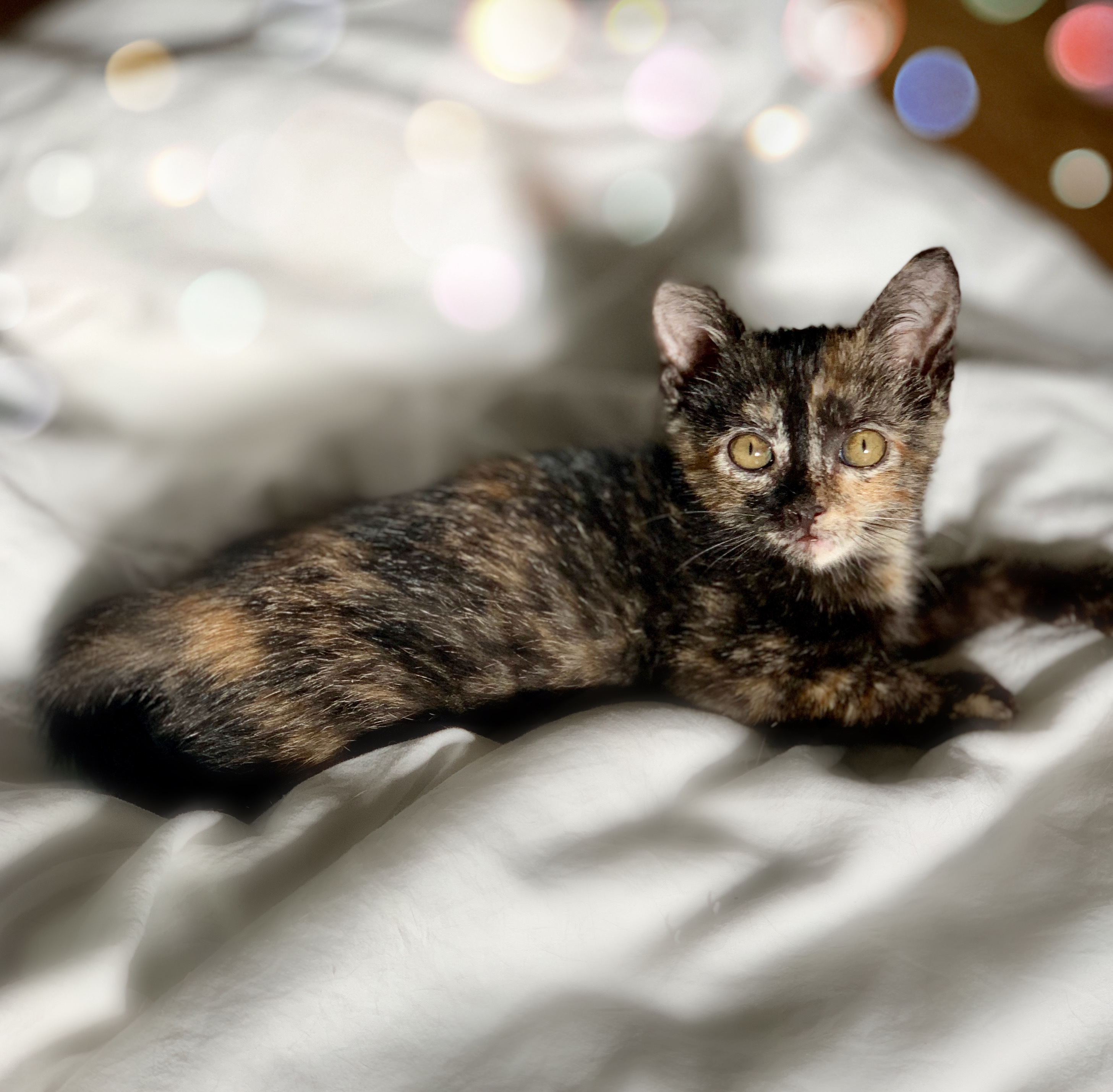 Enlarge Ingrid, a Adoptable Tortoiseshell in Houston, TX image 1/12