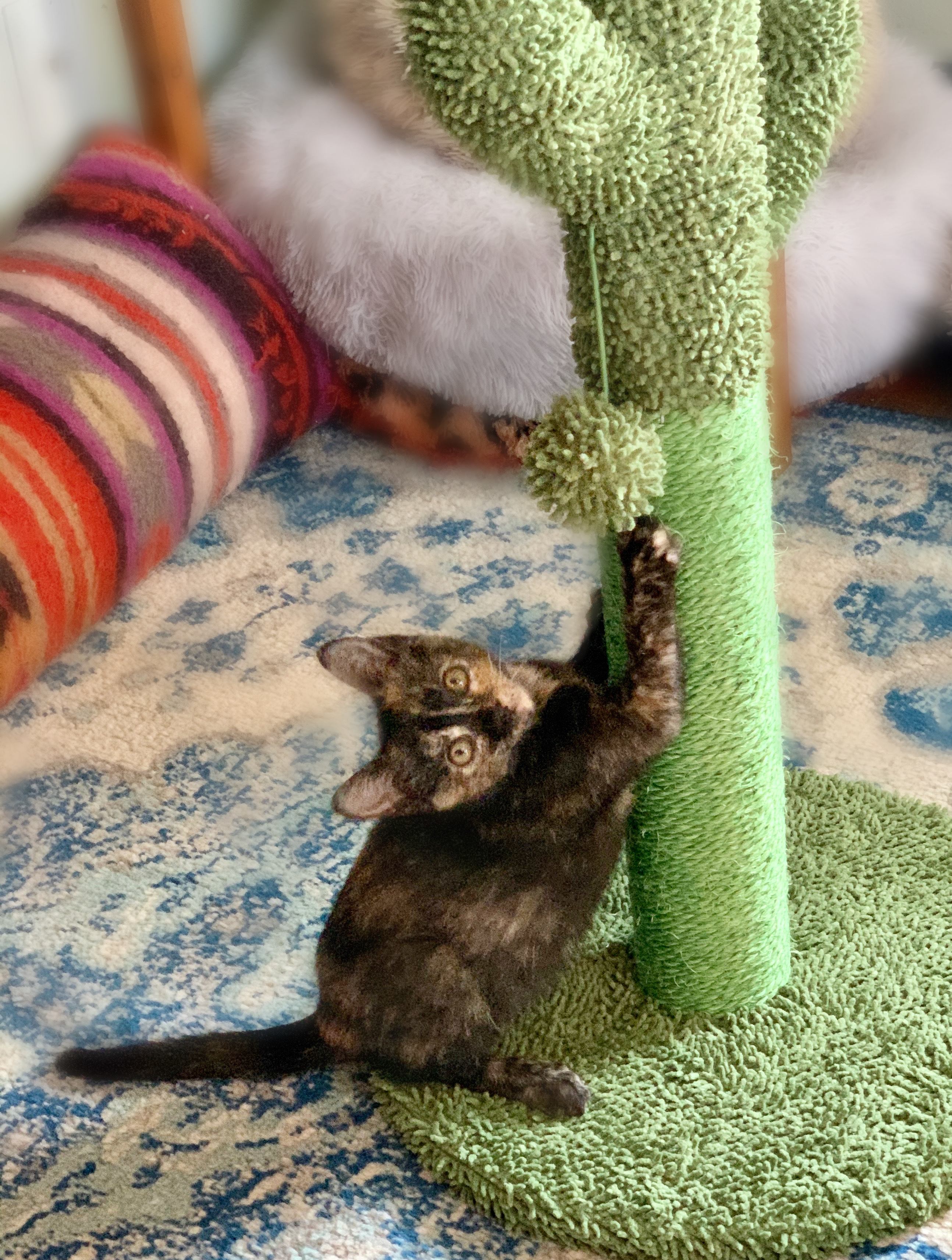 Enlarge Ingrid, a Adoptable Tortoiseshell in Houston, TX image 2/12