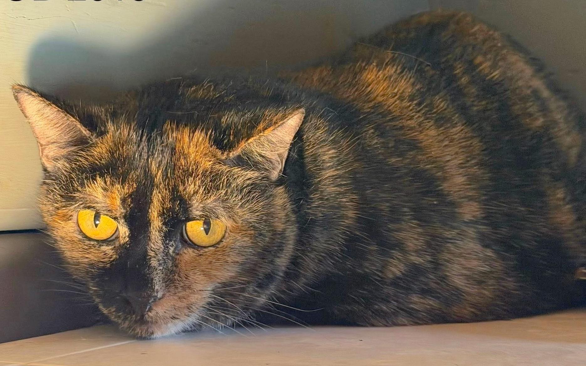 Ingrid, adoptable, Adult Female Tortoiseshell.