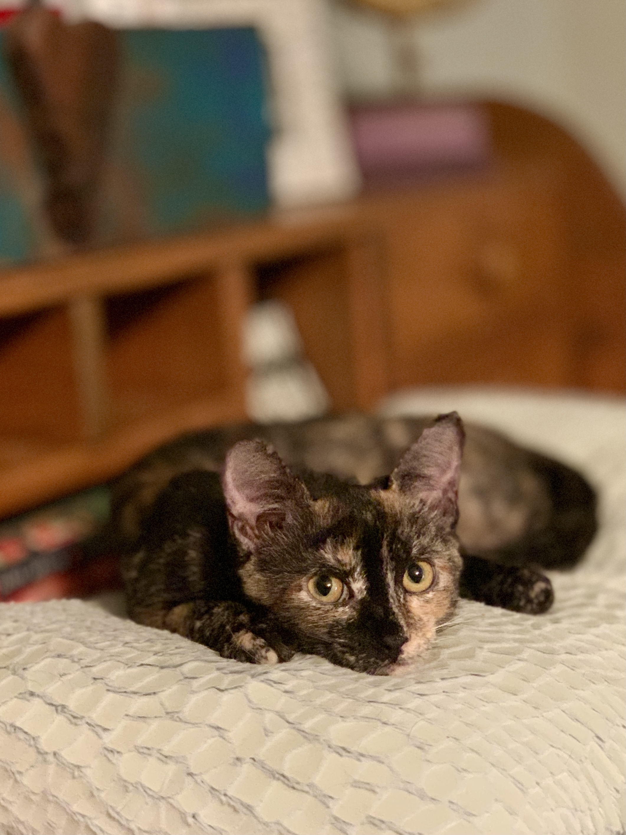 Enlarge Ingrid, a Adoptable Tortoiseshell in Houston, TX image 3/12