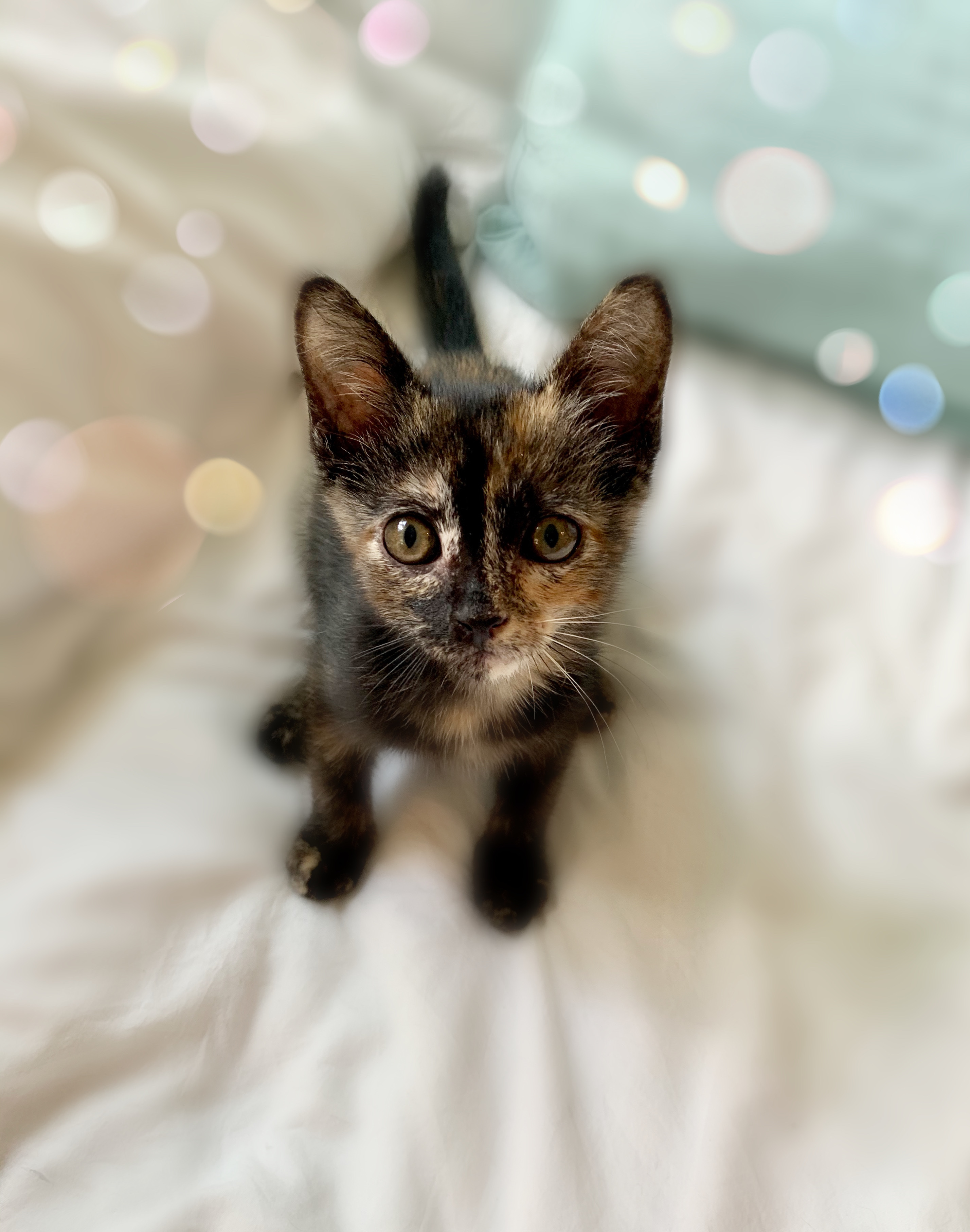 Enlarge Ingrid, a Adoptable Tortoiseshell in Houston, TX image 5/12