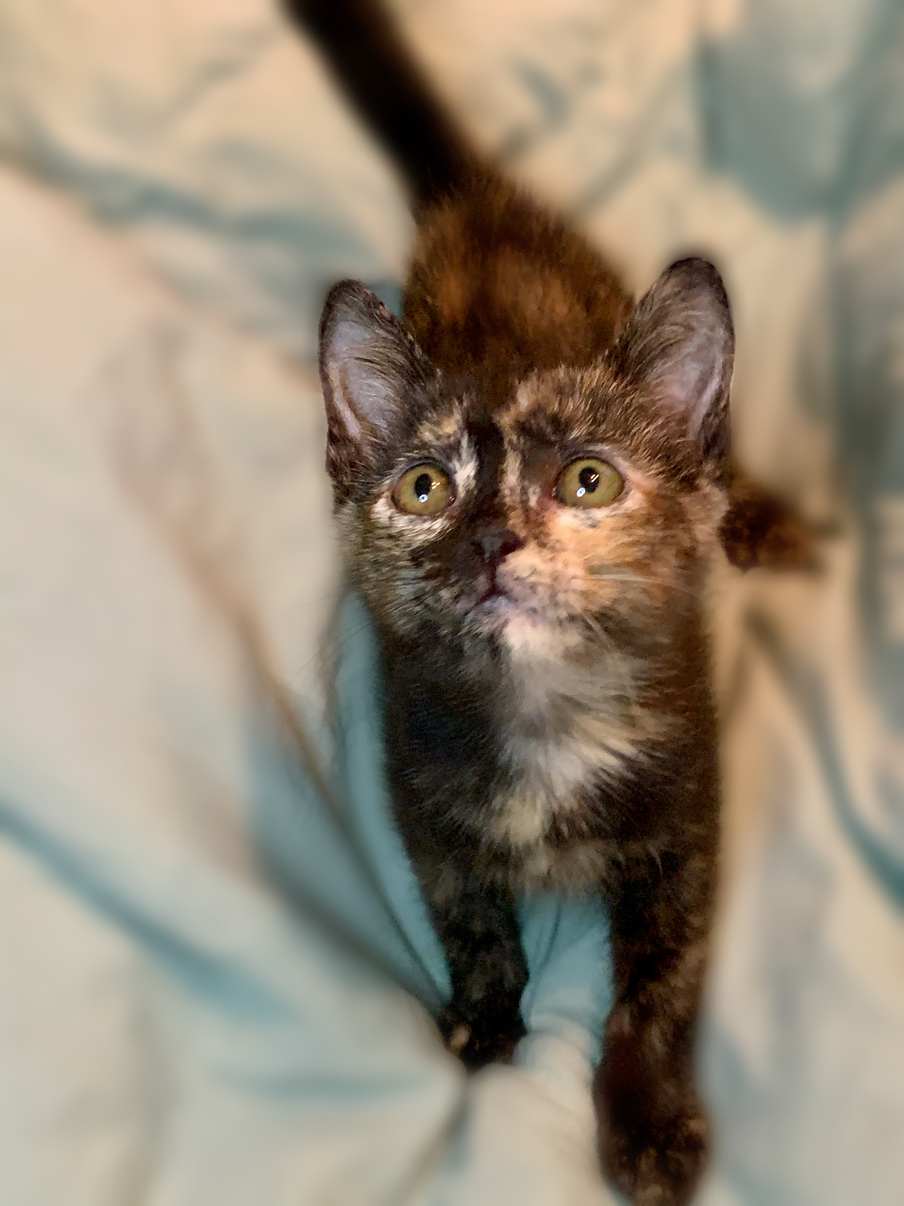 Enlarge Ingrid, a Adoptable Tortoiseshell in Houston, TX image 6/12