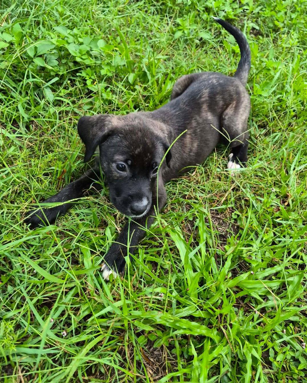 Enlarge Elsa, a Adopted Anatolian Shepherd in Sanford, FL image 1/1