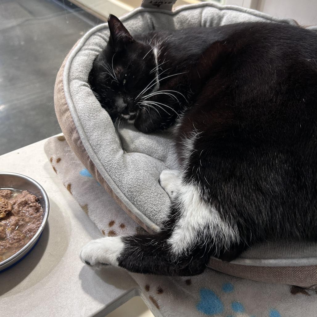 Picasso, a Adoptable Domestic Short Hair in Mission Hills, CA image 1/6