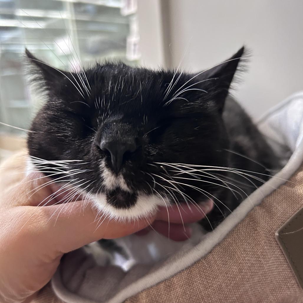 Picasso, a Adoptable Domestic Short Hair in Mission Hills, CA image 2/6