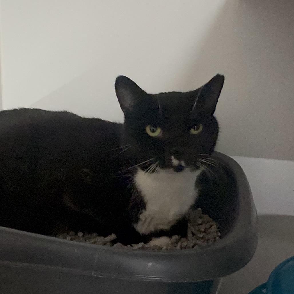 Picasso, a Adoptable Domestic Short Hair in Mission Hills, CA image 3/6