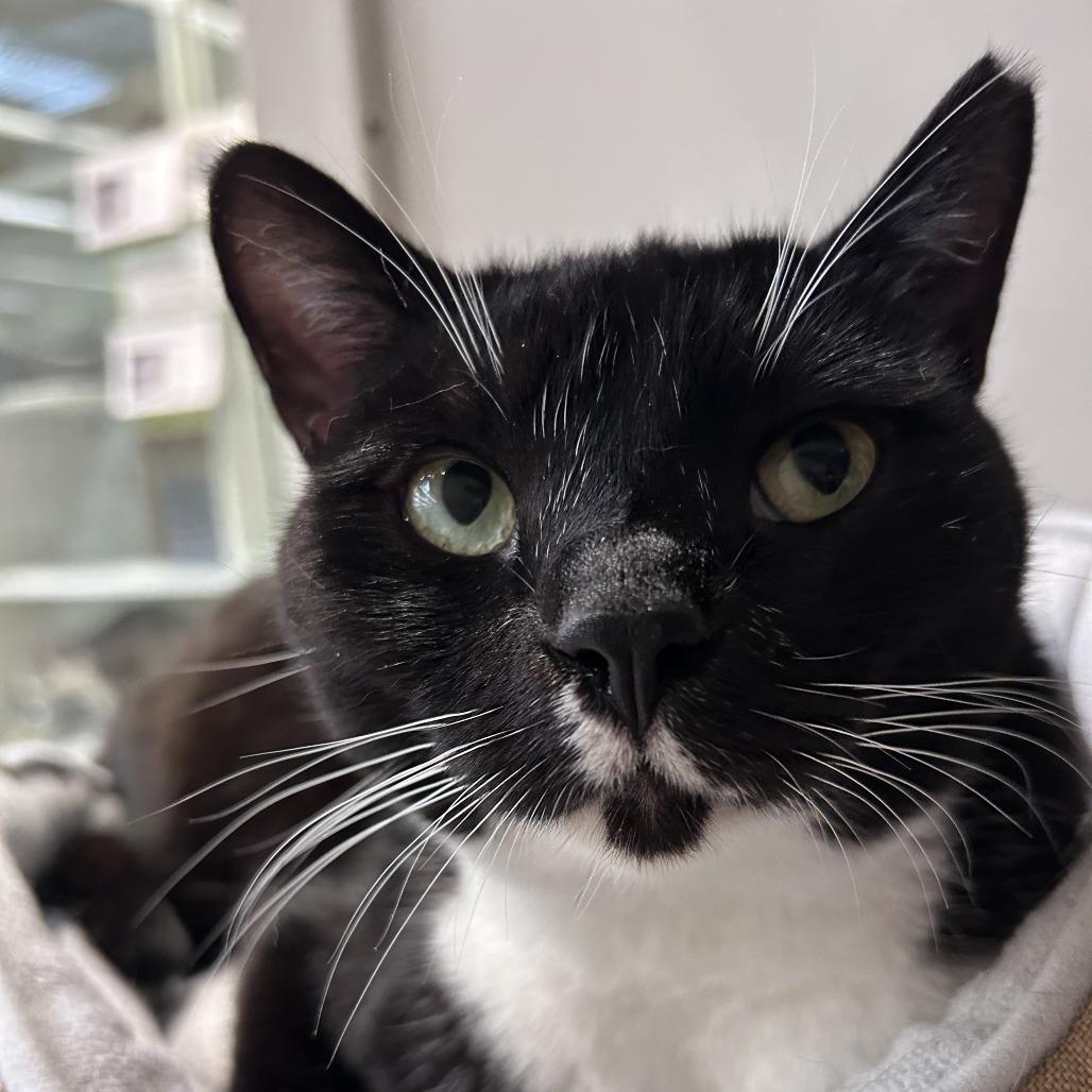 Picasso, a Adoptable Domestic Short Hair in Mission Hills, CA image 4/6