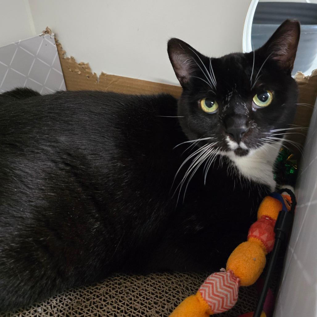 Picasso, a Adoptable Domestic Short Hair in Mission Hills, CA image 5/6