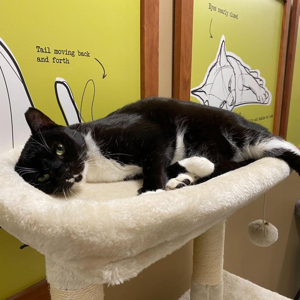 Picasso, a Adoptable Domestic Short Hair in Mission Hills, CA image 6/6