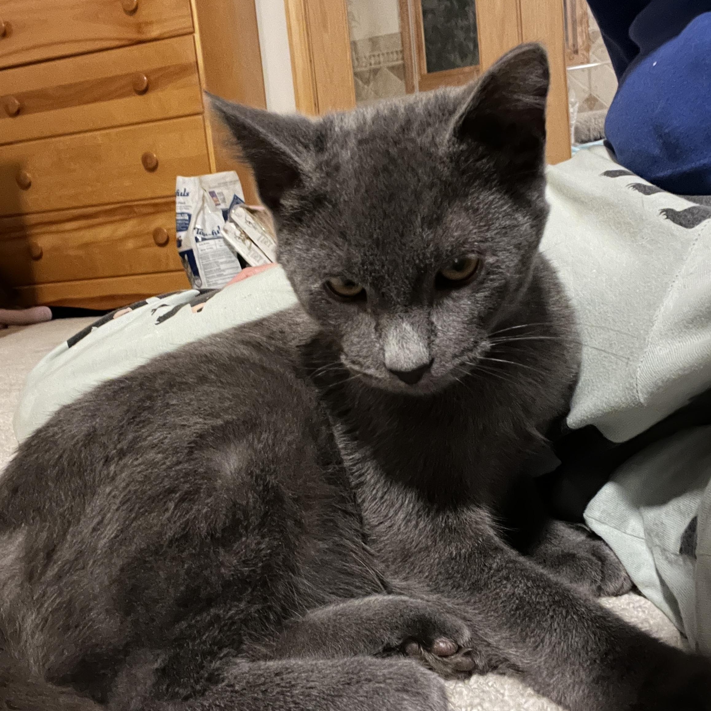 Enlarge Tango, a Adoptable Domestic Short Hair in Wheeling, IL image 3/3