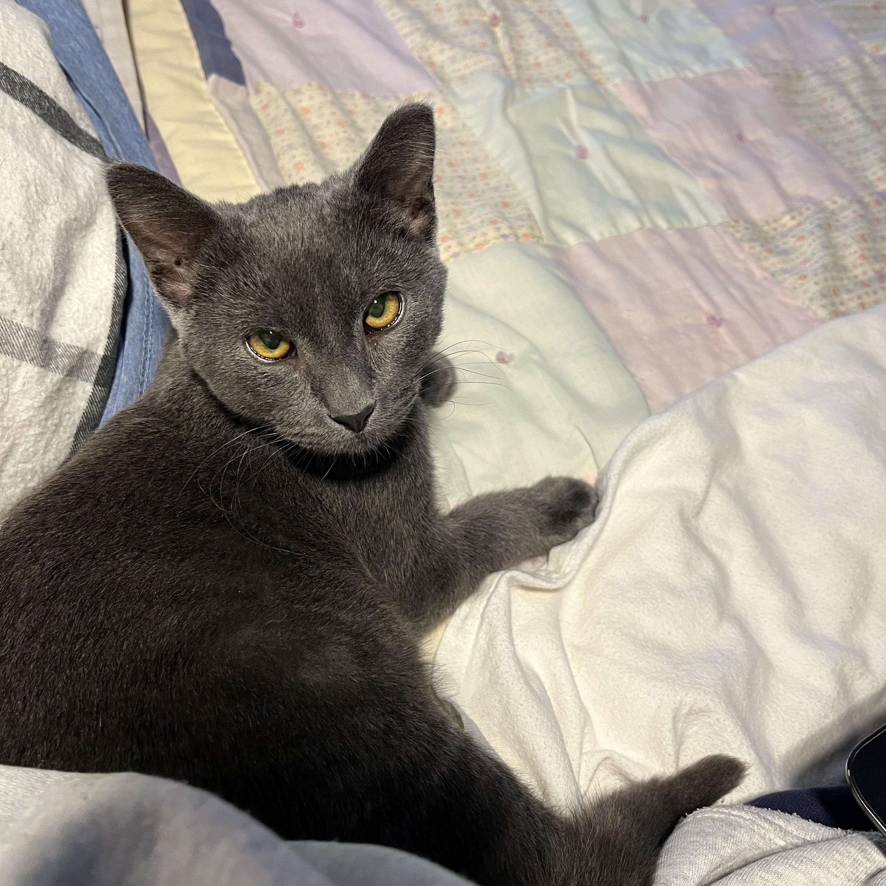 Tango, Adoptable, Young Male Domestic Short Hair.