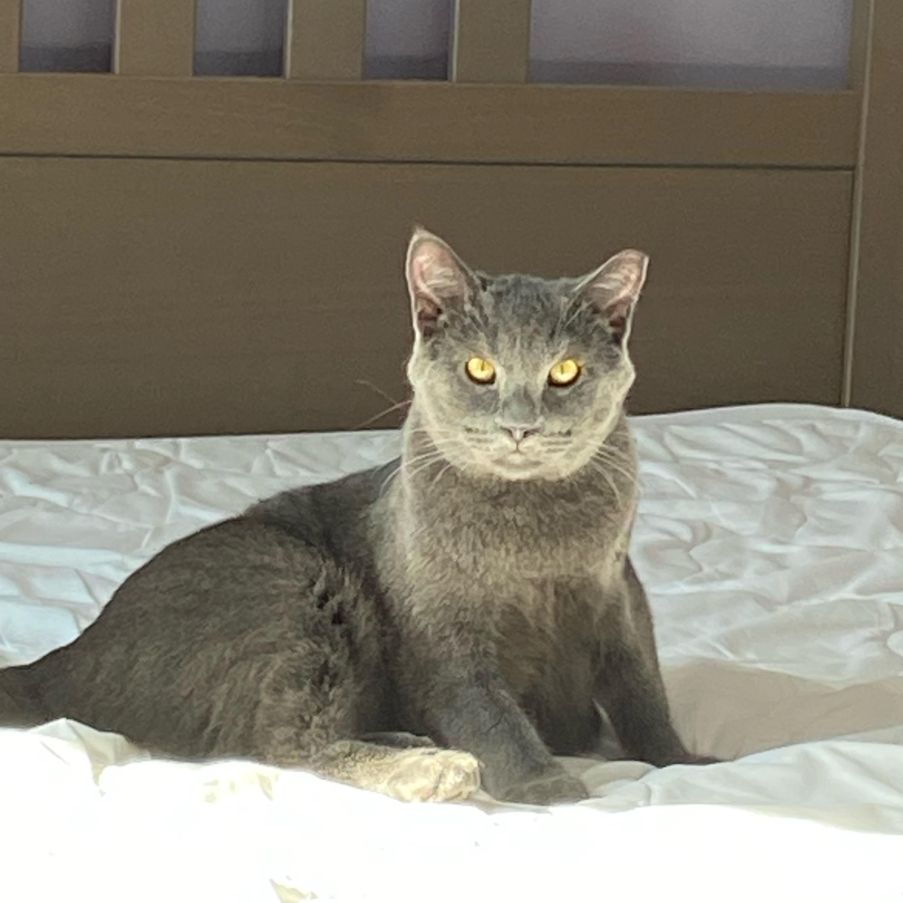 Enlarge Tango, a Adoptable Domestic Short Hair in Wheeling, IL image 3/6