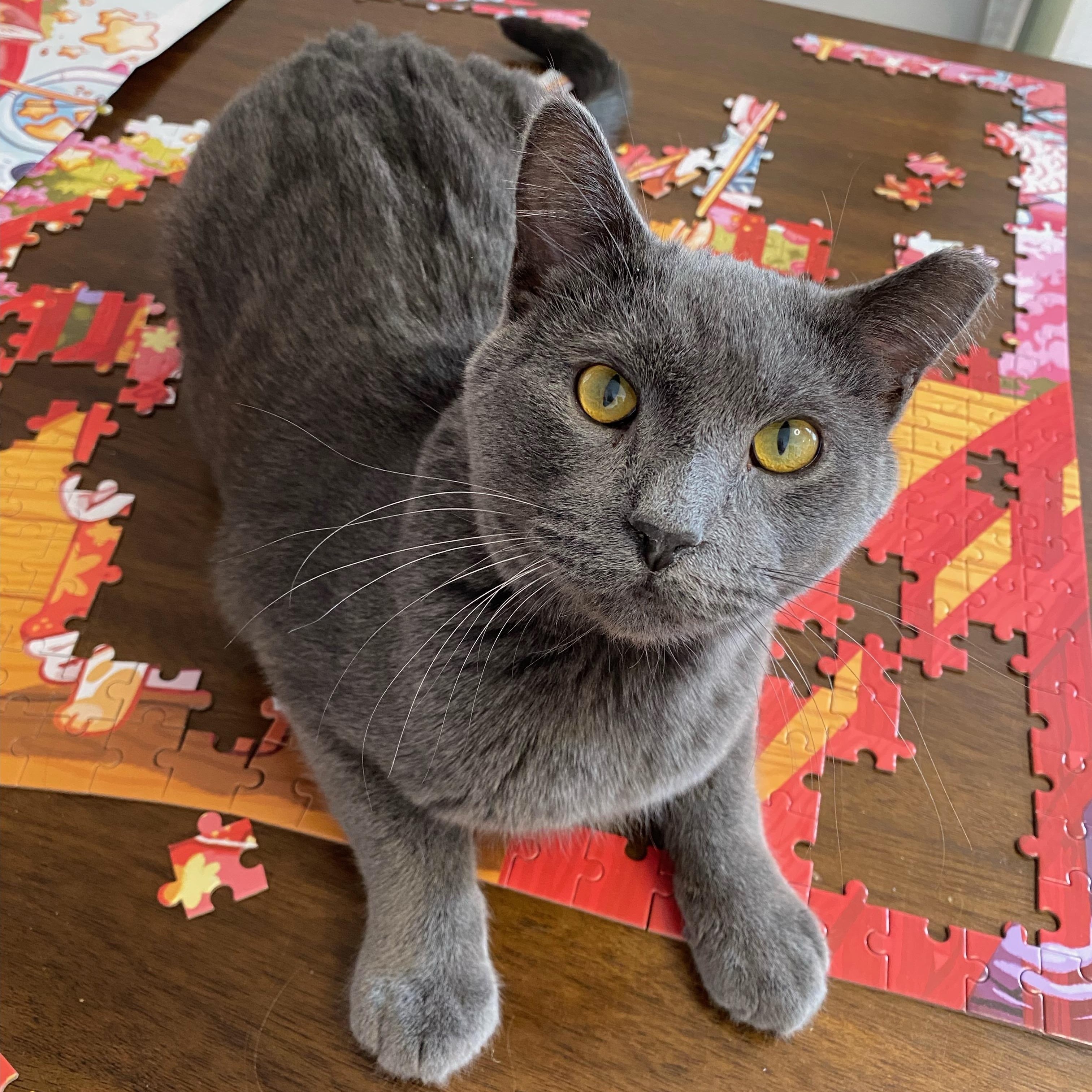 Tango, Adoptable, Young Male Domestic Short Hair.