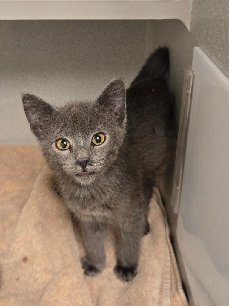 Enlarge Mandarin, a Adoptable mixed breed in Viroqua, WI image 1/1