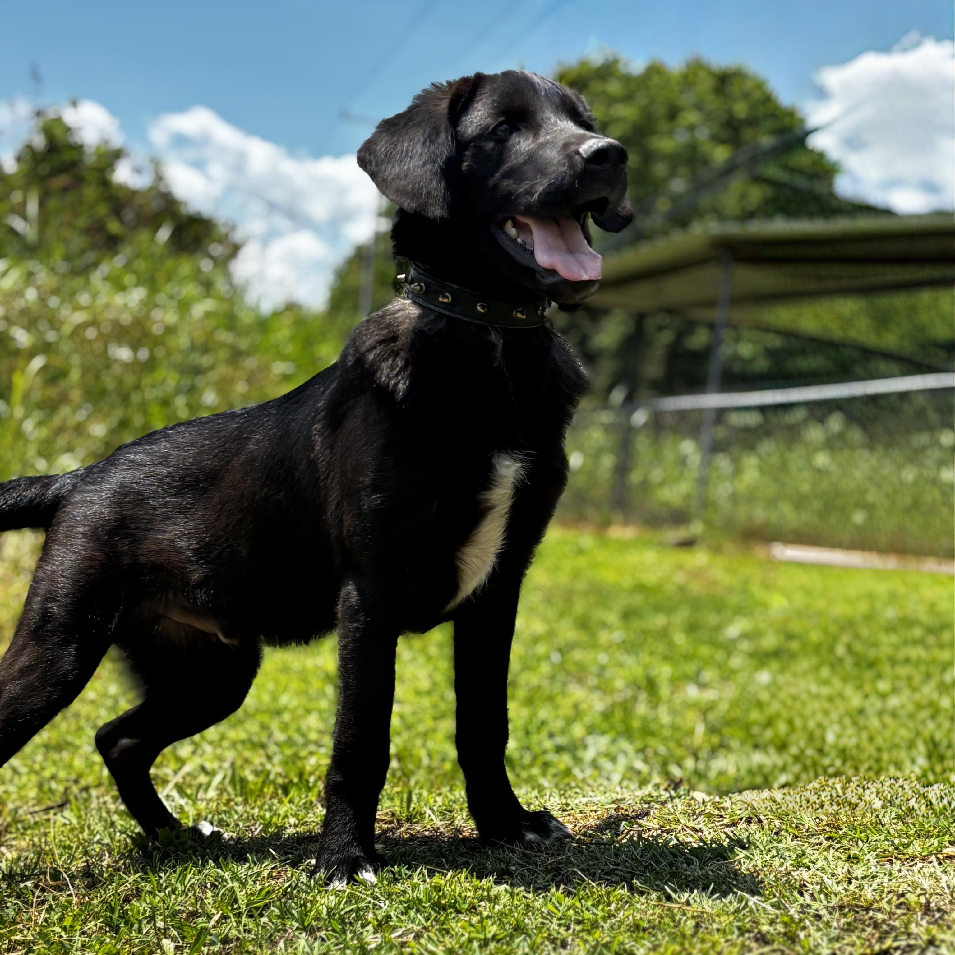 River, adopted, Puppy Male German Shepherd Dog & Black Labrador Retriever.