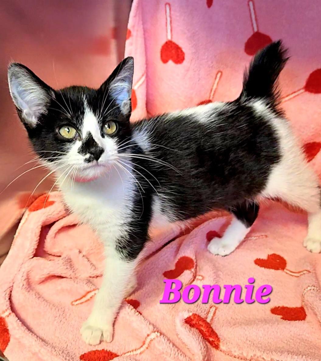 Enlarge Bonnie, a Adoptable American Bobtail in Macon, GA image 2/2