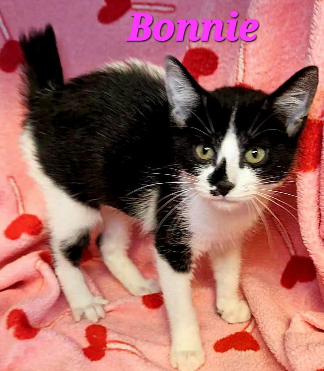 Enlarge Bonnie, a Adoptable American Bobtail in Macon, GA image 1/2