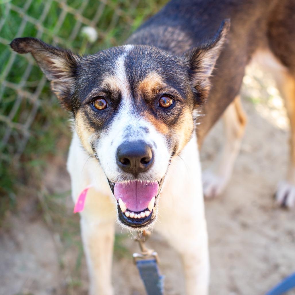 Carly Beth, Adoptable, Adult Female German Shepherd Dog & Collie.