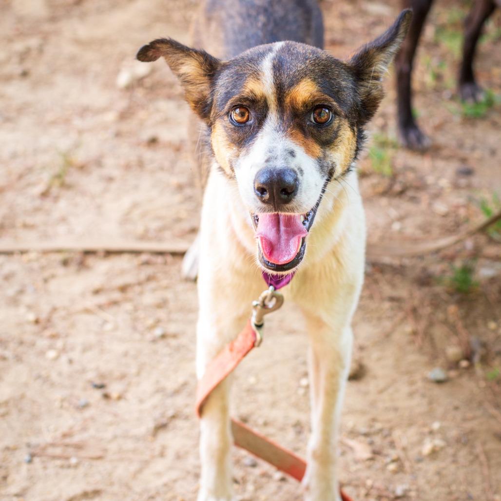 Enlarge Carly Beth, a Adoptable mixed breed in Hattiesburg, MS image 3/5